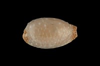 藏品(雞皮寶螺)的圖片